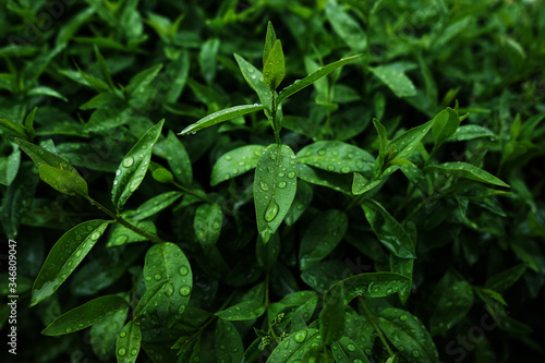 Wallpaper Mural green leaves in the garden Torontodigital.ca