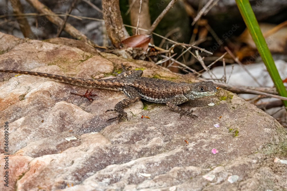Close up of a Amazon lava lizard on a rock, Biribiri State Park, Minas Gerais, Brazil
Close up of a Amazon lava lizard on a rock, Biribiri State Park, Minas Gerais, Brazil