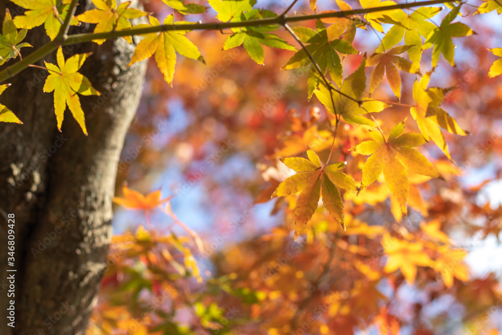 紅葉　秋のイメージ