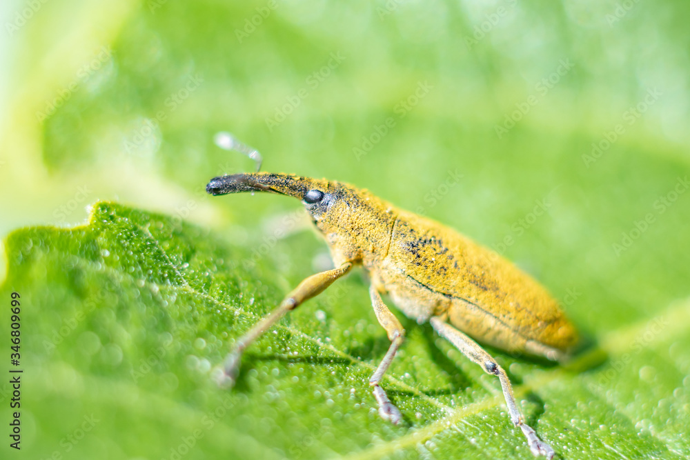 Naklejka premium Macrophotography nature - Flower ans insect