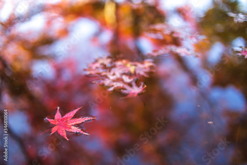 紅葉と水面 秋のイメージ