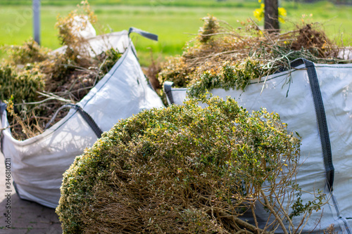 Big white bags filled with organic green garden waste after gardening. Local councils collecting green waste to process it into green energy and compost. 