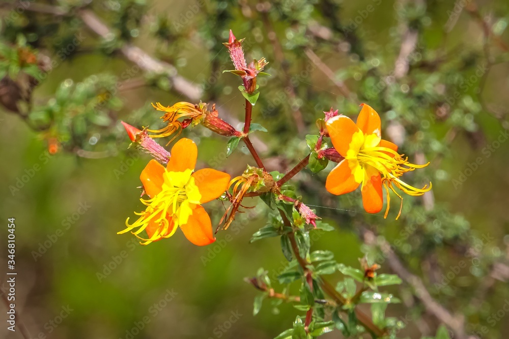 Close up of two orange yellow blossoms against defocused green background, Biribiri State Park, Minas Gerais, Brazil
Close up of two orange yellow blossoms against defocused green background, Biribiri State Park, Minas Gerais, Brazil