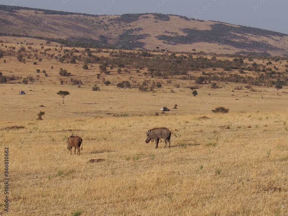 Warthogs on the prairie, Safari, Game Drive, Maasai Mara, Kenya Warthogs on the prairie, Safari, Game Drive, Maasai Mara, Kenya