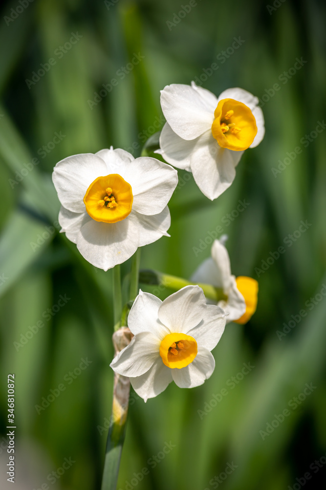 水仙の花　初春イメージ