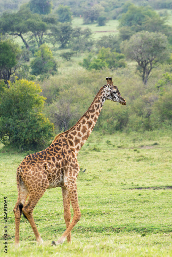 A Rothschild Giraffe Walking in Masai Mara, Kenya on a September evening A Rothschild Giraffe Walking in Masai Mara, Kenya on a September evening