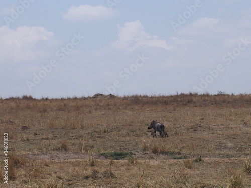 Warthogs on the prairie, Safari, Game Drive, Maasai Mara, Kenya © Mithrax