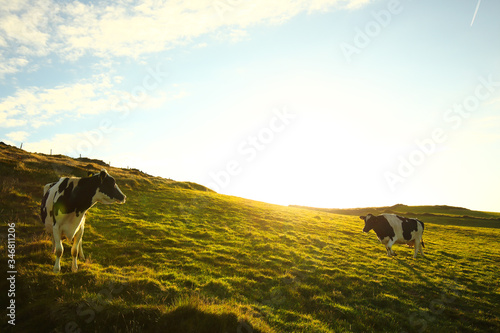 Obraz na plátně Manx cows