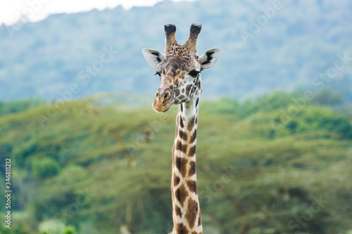 A Rothschild Giraffe in Masai Mara, Kenya on a September evening