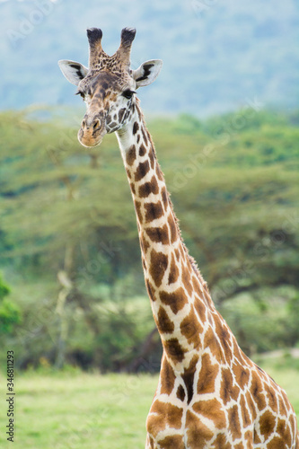 A Rothschild Giraffe in Masai Mara, Kenya on a September evening