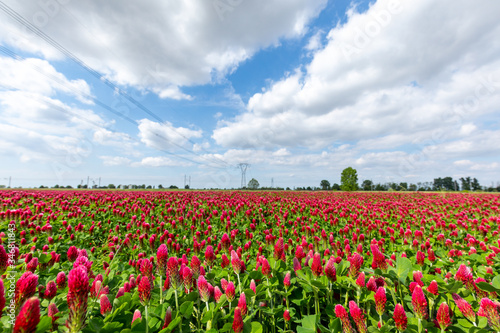 Wallpaper Mural Trifoglio incarnato Torontodigital.ca