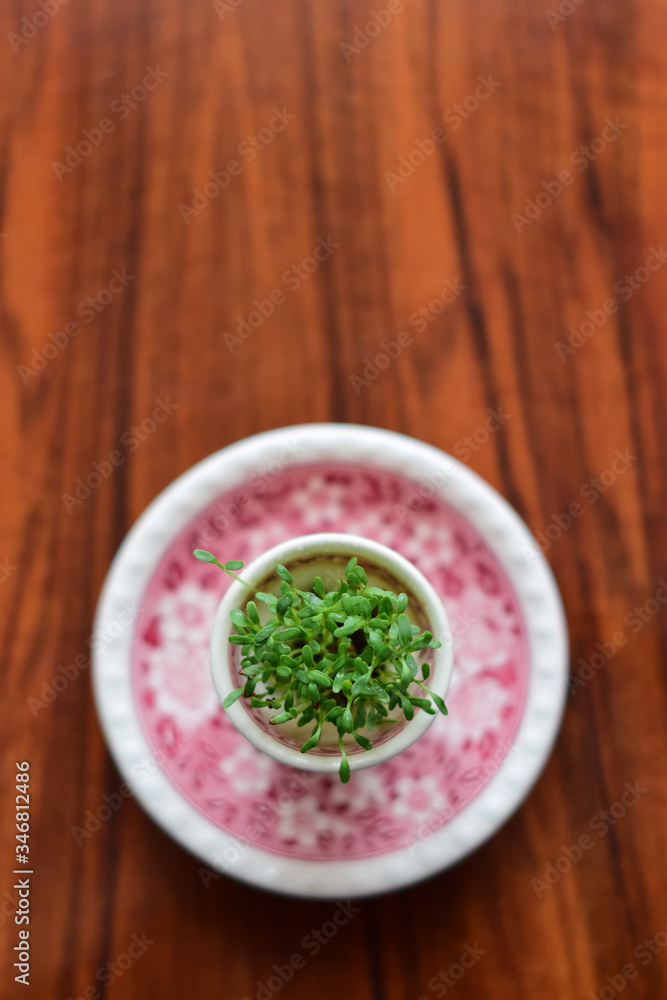 fresh herbs in a bowl fresh herbs in a bowl