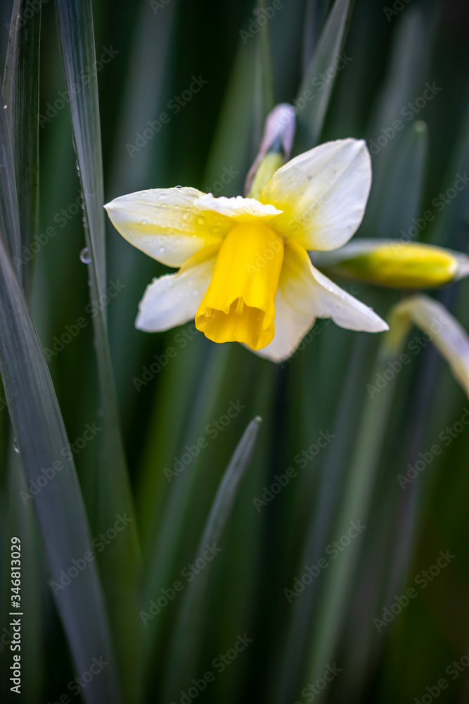 水仙の花 初春イメージ 水仙の花 初春イメージ