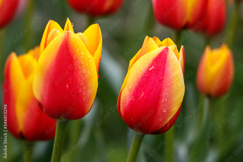 Naklejka premium チューリップの花 春イメージ