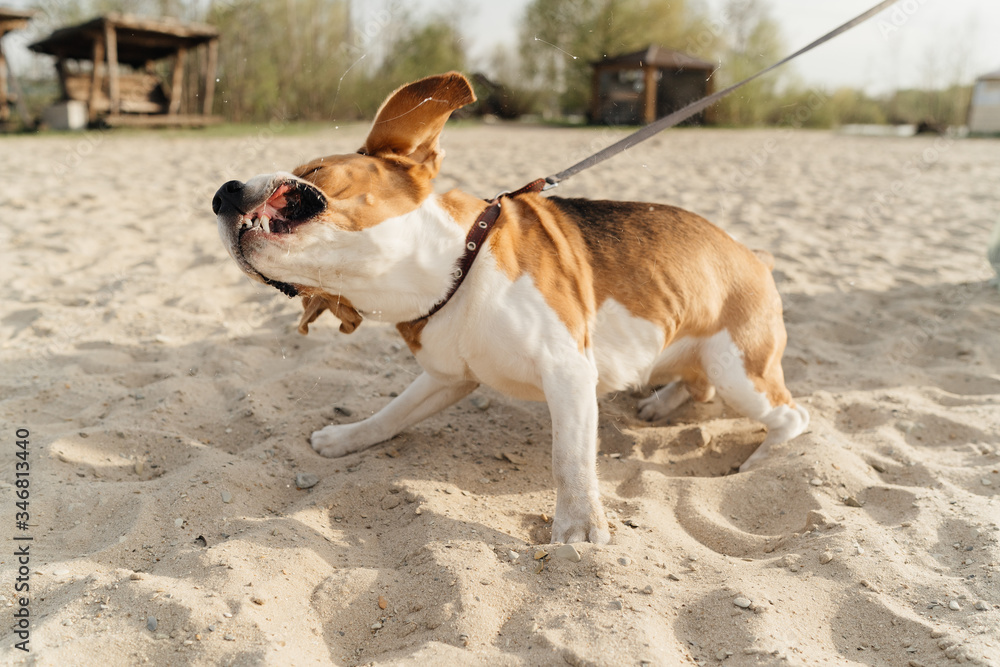 Beagle dog shakes off water funny photo