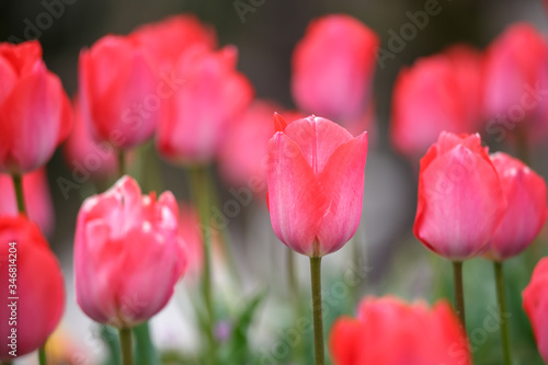 チューリップの花 春イメージ