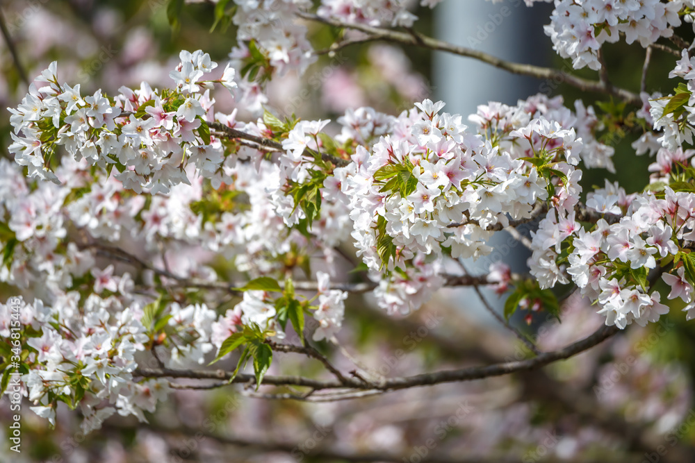 桜の花　春のイメージ