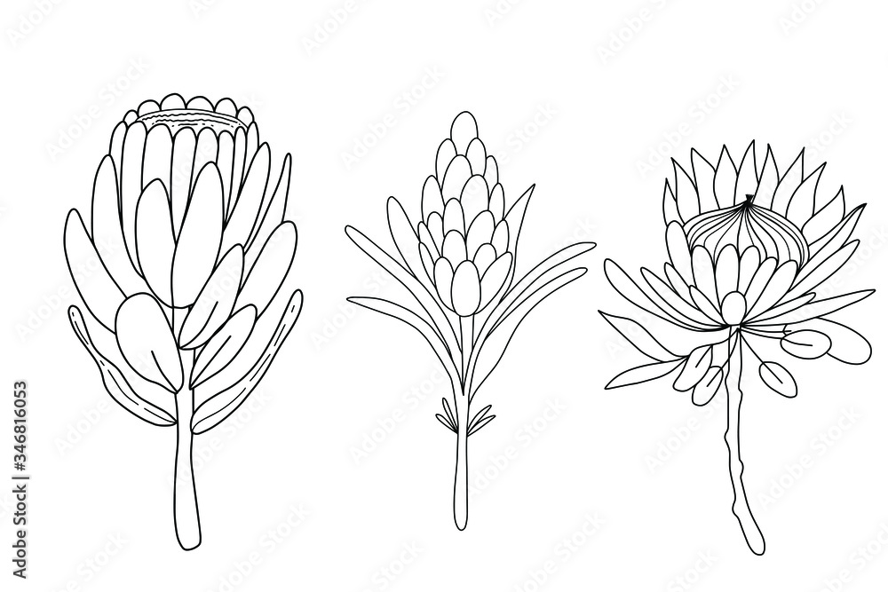 Obraz Protea flower line drawing. Vector illustration. Line continuous. Graphic minimalistic protea