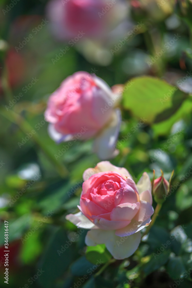 custom made wallpaper toronto digitalバラの花