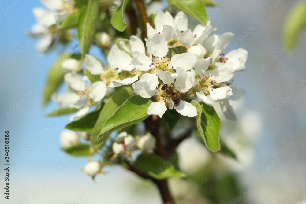 Blooming pear. Green. White. Lots of greenery. Spring. Summer. Pear flowers. Pear. Pear in bloom. Blooming pear. Flowers. Blooming pear. Green. White. Lots of greenery. Spring. Summer. Pear flowers. Pear. Pear in bloom. Blooming pear. Flowers.