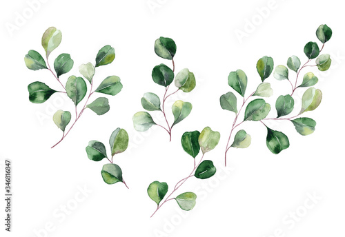 Set of green eucalyptus branches