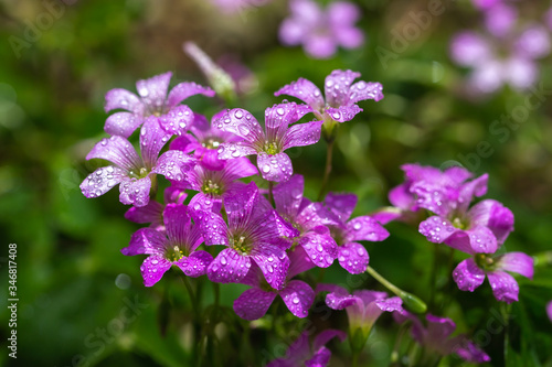 ムラサキカタバミの花