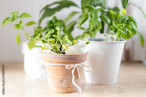 Sunflower microgreen in a clay pot. Fresh organic basil grown on a windowsill. Home growing. A new hobby during the coronavirus. Healthy vegetarian and vegan home grown food.