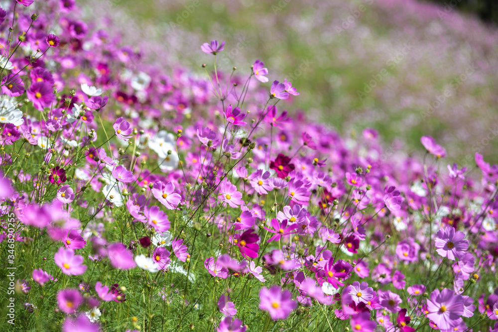 Obraz premium コスモス畑 秋イメージ