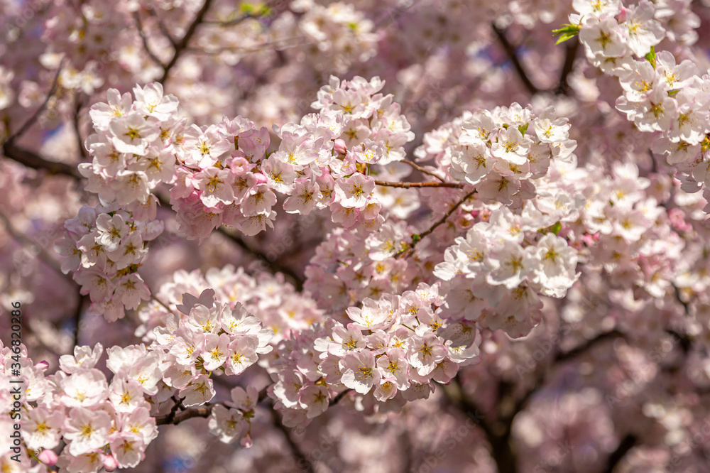 Mass of Cherry Blossoms