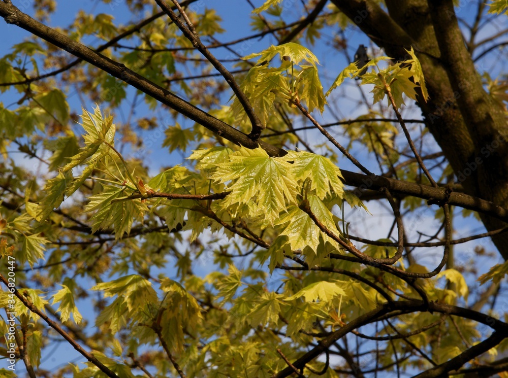 fresh growing leaves of maple tree at spring fresh growing leaves of maple tree at spring