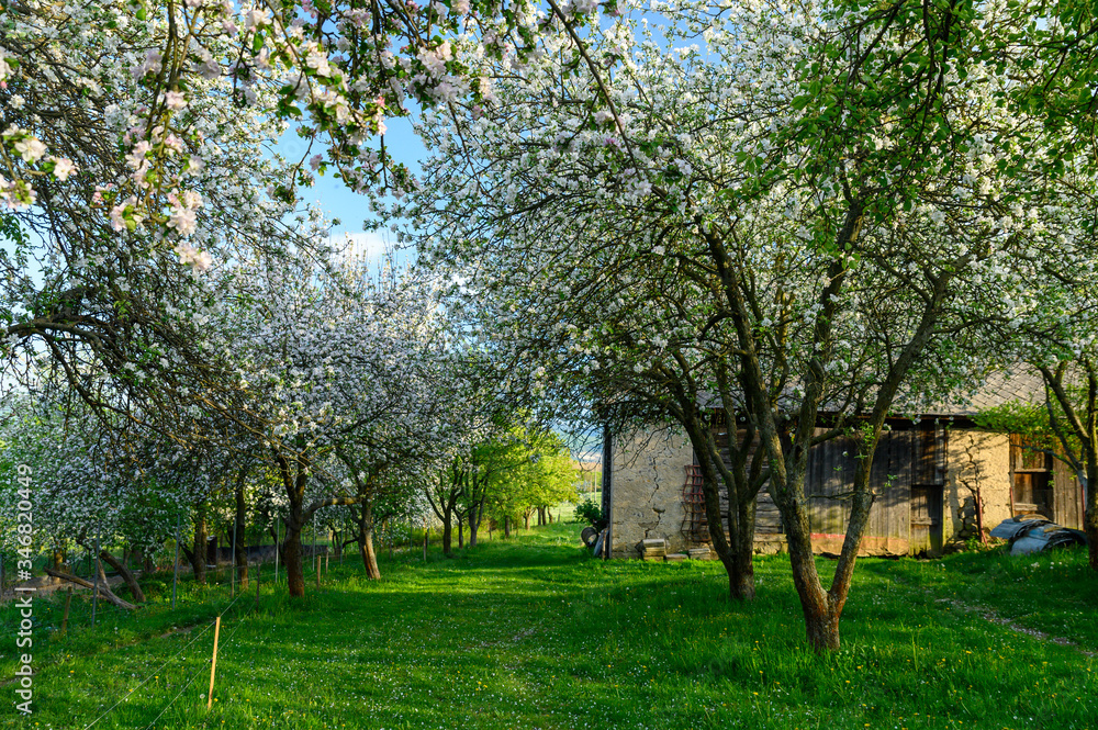 Spring rural garden. Beautiful green grass and blossom cherry trees. Farmland in may spring time Spring rural garden. Beautiful green grass and blossom cherry trees. Farmland in may spring time