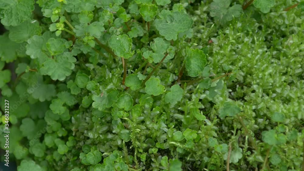 水辺の植物 水辺の植物