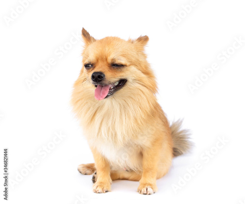 Pomeranian looking something with smile and happy feeling on white background © mraoraor
