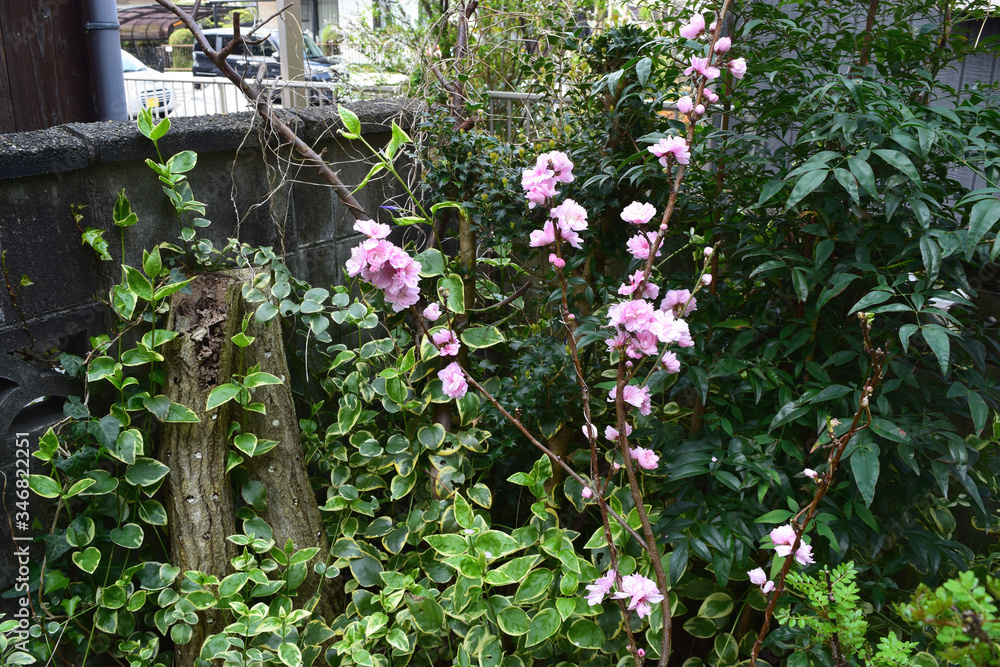 Fototapeta premium 花梅