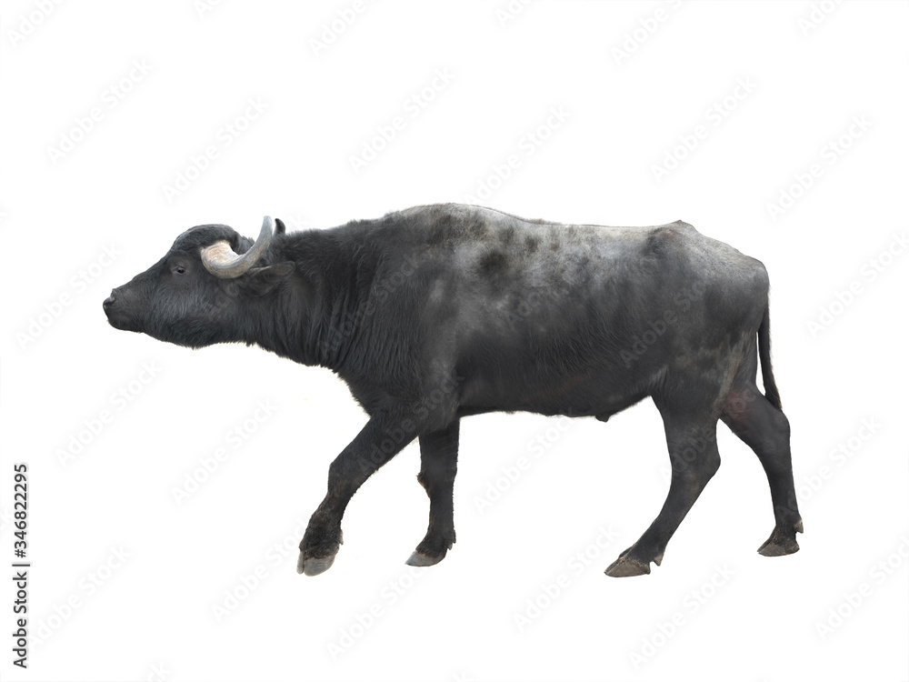 Obraz Carpathian buffalo isolated on a white