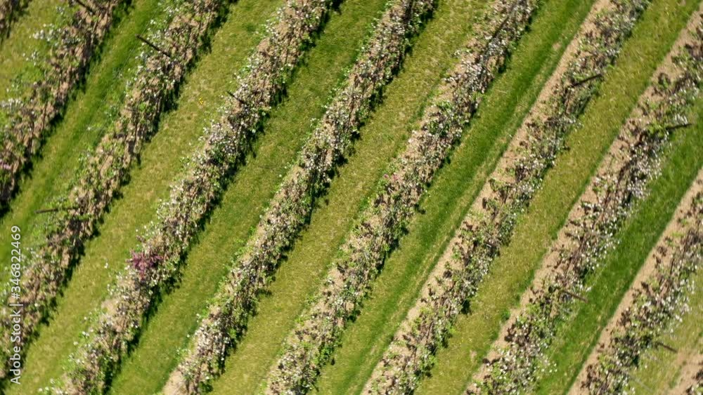 Aerial view of fruit trees in full bloom Aerial view of fruit trees in full bloom