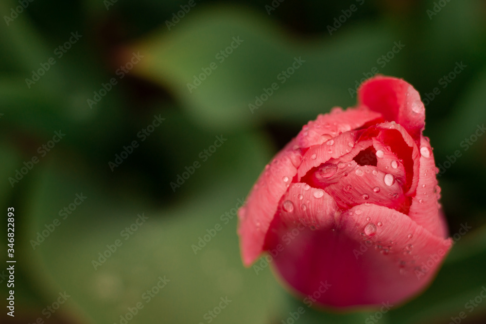Delicate pink tulip flowers in a flowerbed with raindrops after rain. Delicate pink tulip flowers in a flowerbed with raindrops after rain.