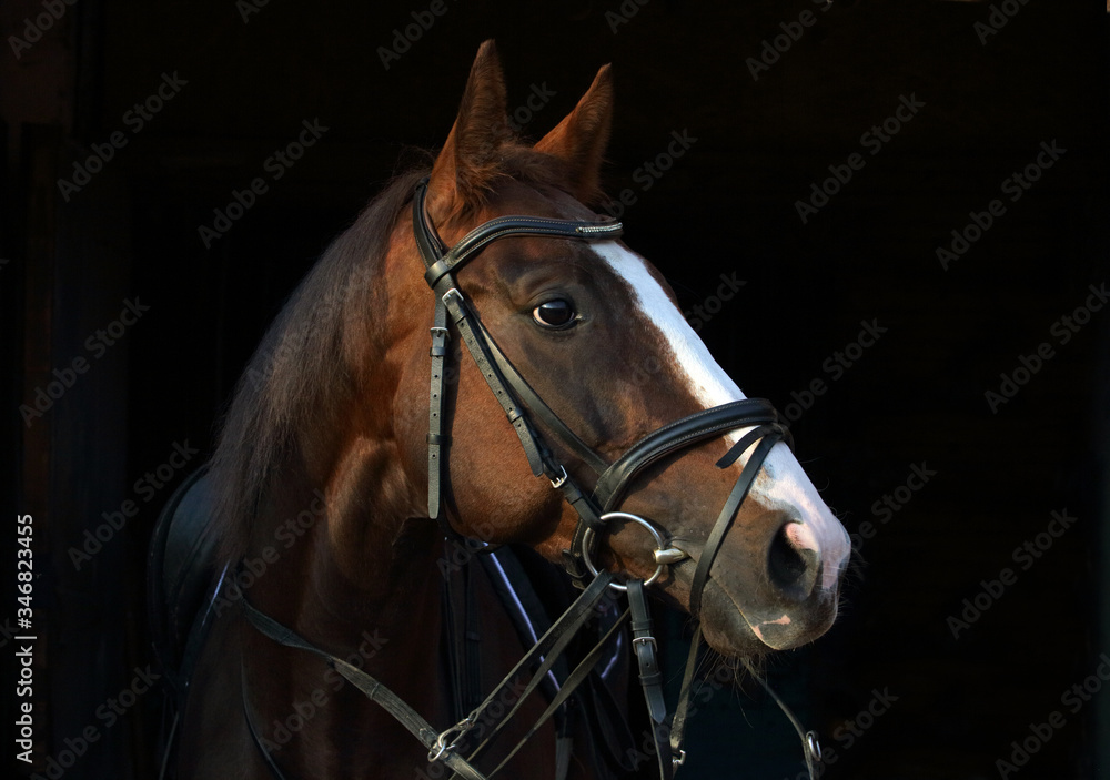 Obraz Dressage sportive thoroughbred horse with classic bridle in dark stable