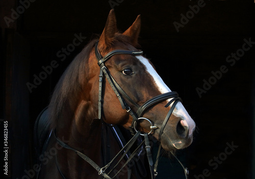 Dressage sportive thoroughbred horse with classic bridle in dark stable  © horsemen