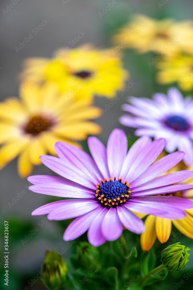 デイジーの花　春のイメージ