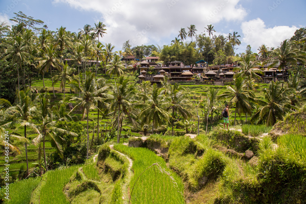 Rice fields in Bali Rice fields in Bali
