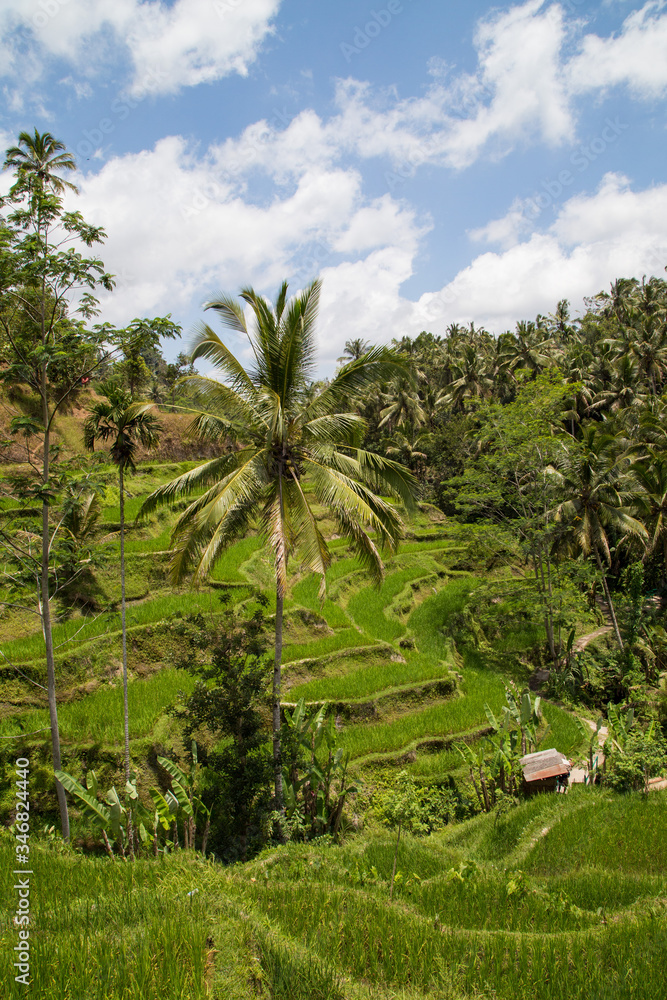 Rice fields in Bali