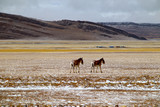 Two wild asses walking leisurely in the plateau pasture after snow