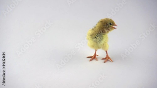 Newborn fluffy quail chick