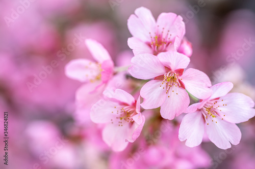 桜の花 春のイメージ