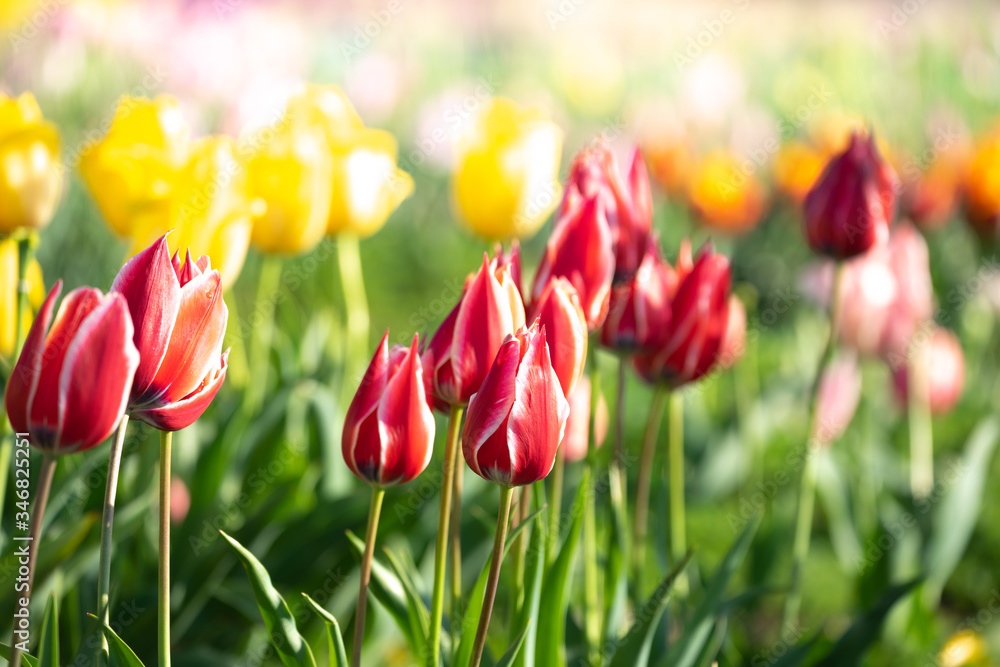 チューリップの花 春イメージ チューリップの花 春イメージ