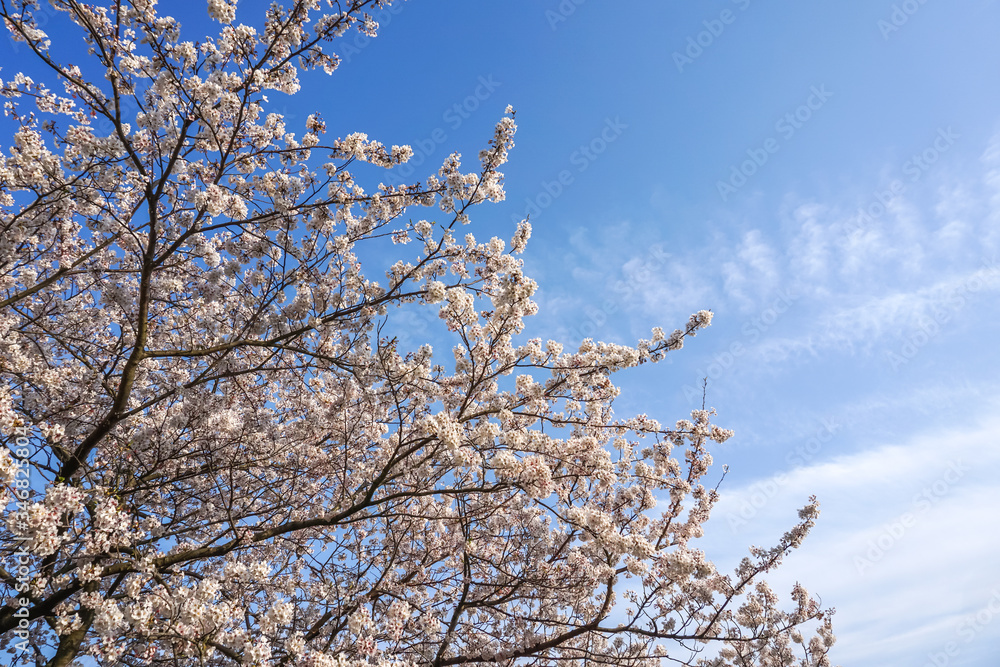 桜の花 春のイメージ 桜の花 春のイメージ