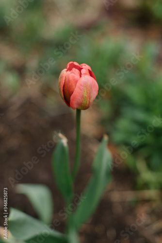 Wallpaper Mural Red tulip in the garden Torontodigital.ca