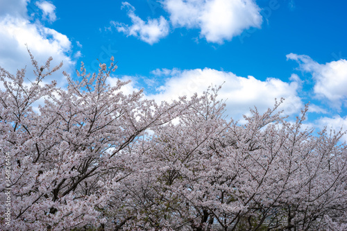 Wallpaper Mural 桜の花　春のイメージ Torontodigital.ca