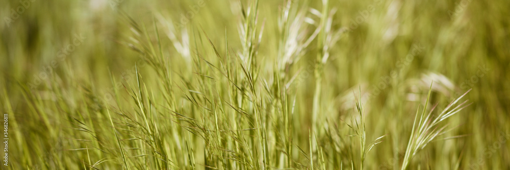 Fresh green grass grow in a sunny spring day. Fresh green grass grow in a sunny spring day.